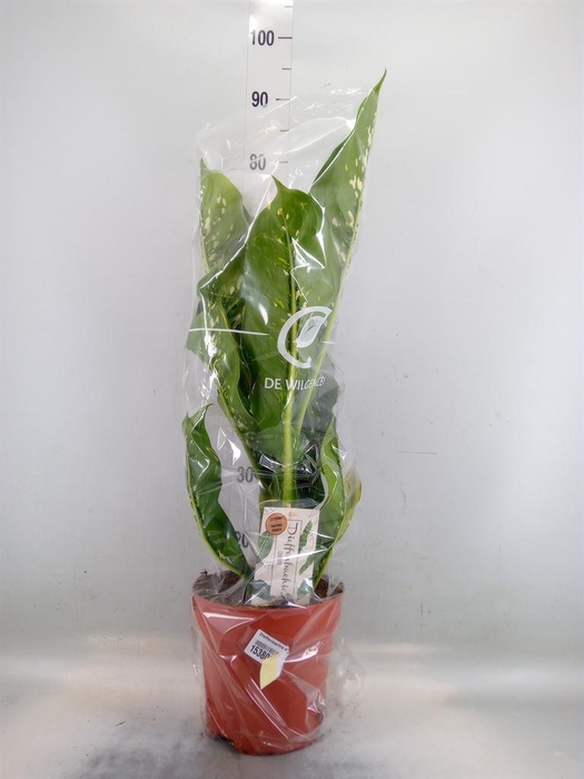 <h4>Dieffenbachia seg. 'Caiman'</h4>