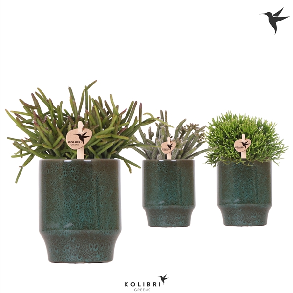 <h4>Kolibri Greens Rhipsalis mix in Classy pot green</h4>