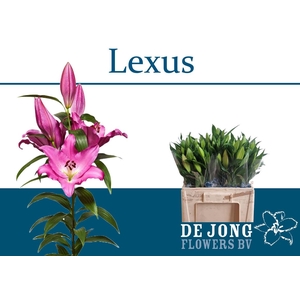 LI OR LEXUS
