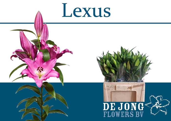 <h4>LI OR LEXUS</h4>
