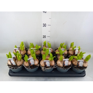 Hyacinthus orie. 'Pearl White'