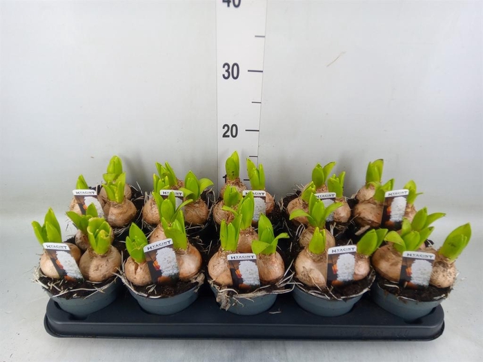 <h4>Hyacinthus orie. 'Pearl White'</h4>