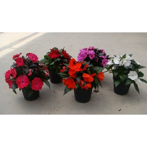 Impatiens New Guinea Grp overig