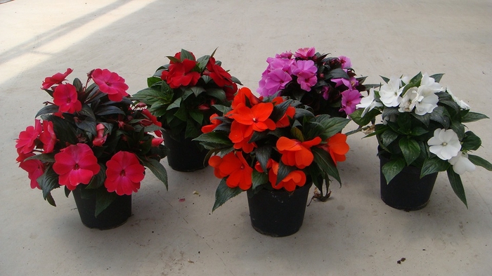 <h4>Impatiens New Guinea Grp overig</h4>