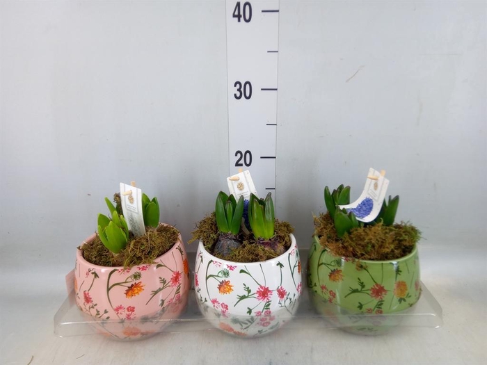 <h4>Arr. Hyacinthus H%</h4>