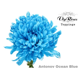 Chr g Antonov Paint Ocean Blue