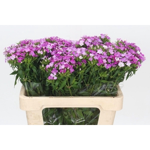 Dianthus Br Amazon Rose Magic