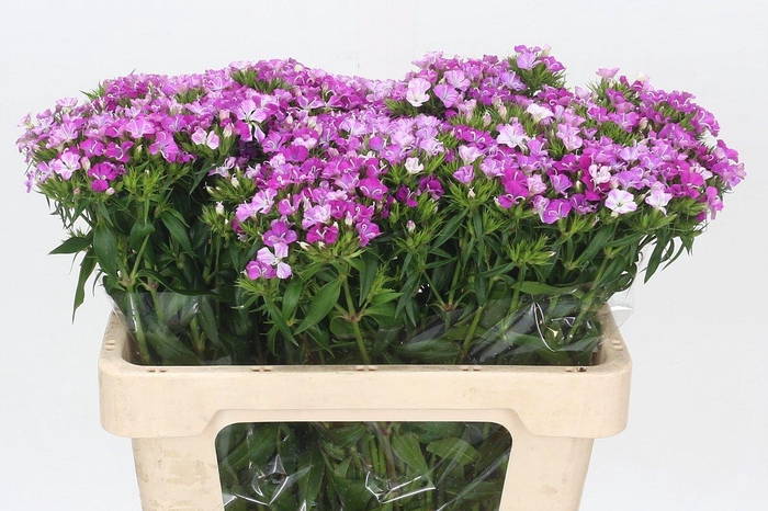 <h4>Dianthus Br Amazon Rose Magic</h4>