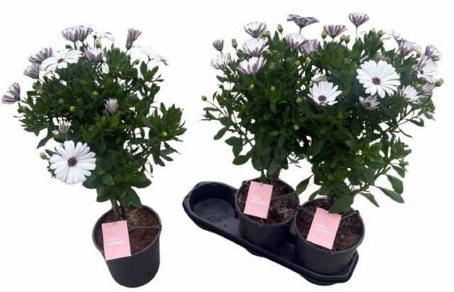 <h4>OSTEO SUNNY FELIX</h4>