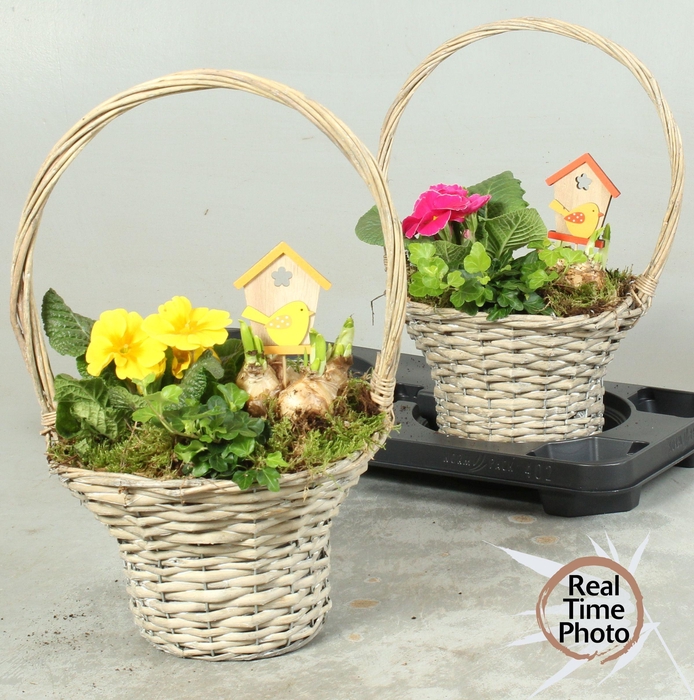 <h4>ARR TUINPLANTEN</h4>