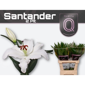 Lelies LI OR SANTANDER