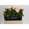 Paeonia Carl G. Klehm