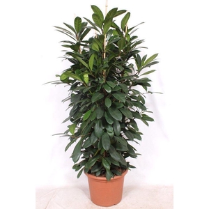 Ficus cyathistipula