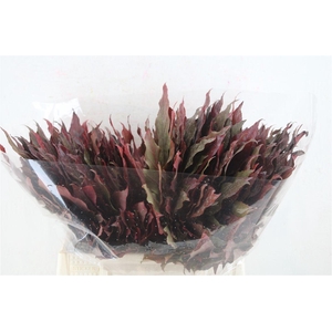 Aralia Autumn P Stem