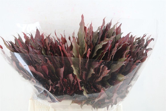 <h4>Aralia Autumn P Stem</h4>