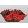 Hypericum True Romance