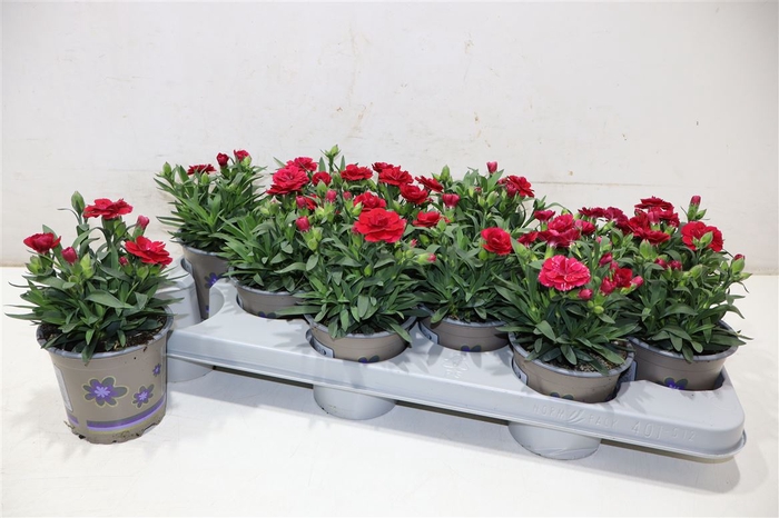 <h4>Dian Osc Dark Red</h4>