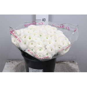 Ran Cl Su White Succes Ex