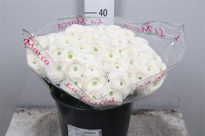 <h4>Ran Su Bolero Ex</h4>