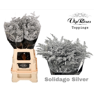 SOLIDAGO SILVER