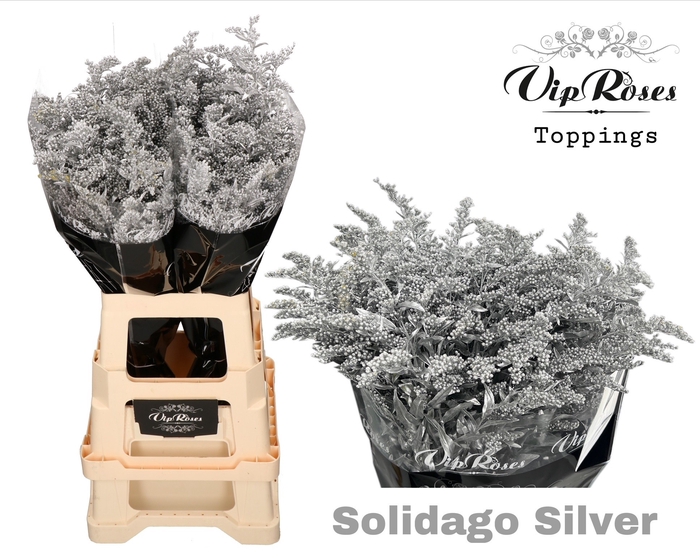 <h4>SOLIDAGO SILVER</h4>