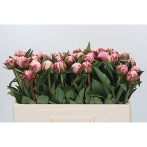 Paeonia Sarah Bernhardt