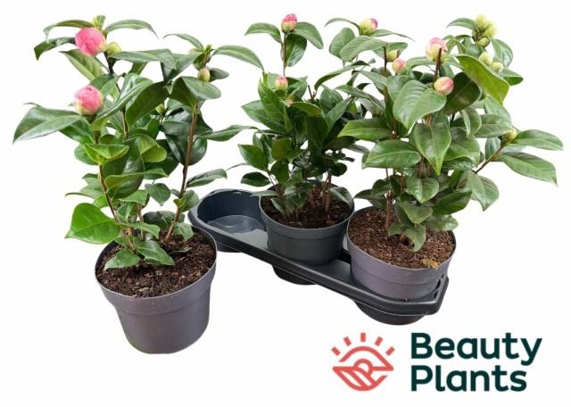 <h4>CAME J MISS LYLA</h4>