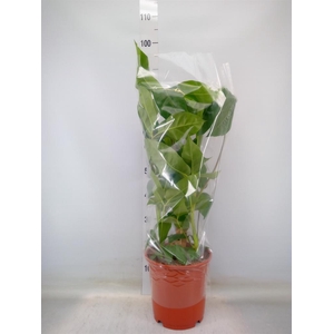 Schefflera actin. 'Amate'