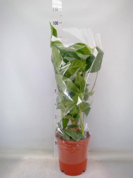 <h4>Schefflera actin. 'Amate'</h4>