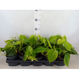 Philodendron scand.