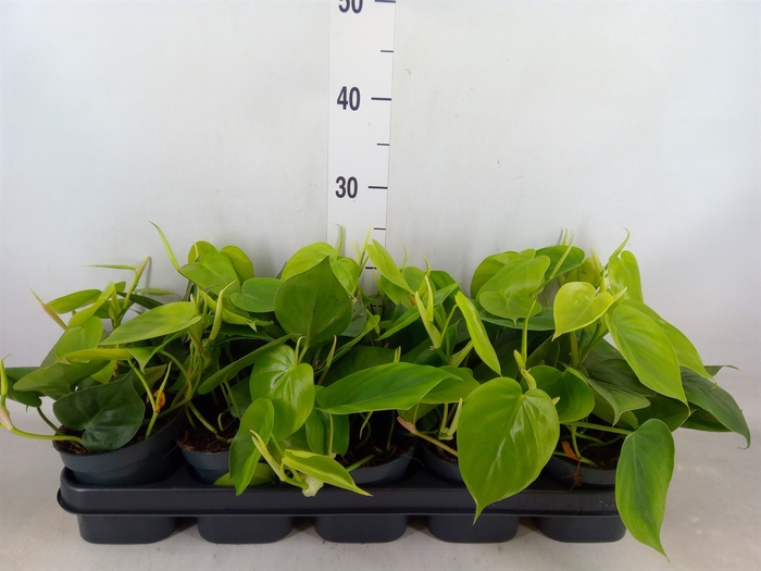<h4>Philodendron scand.</h4>
