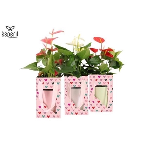 Anthurium Andreanum Grp gemengd