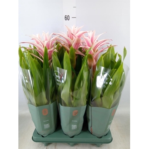 Guzmania  'Linea Pink'