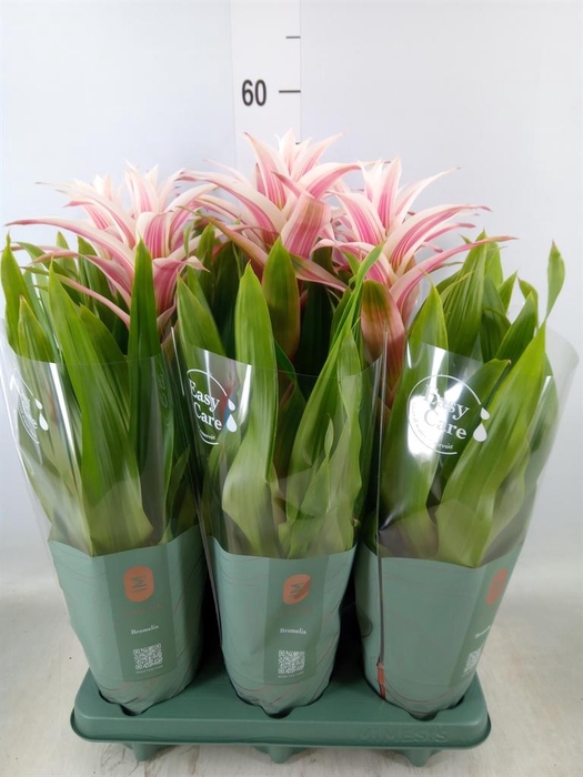 <h4>Guzmania  'Linea Pink'</h4>
