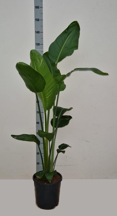 <h4>STRELITZIA ALBA</h4>