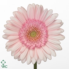 <h4>Ge Mi Bridal Kimsey X80</h4>