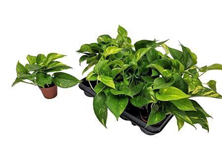 <h4>Epipremnum Pinnatum 'aureum'</h4>