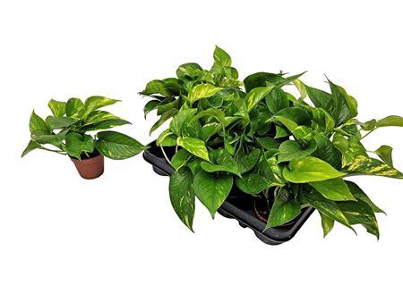 <h4>Epipremnum Pinnatum 'aureum'</h4>