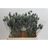 Eryngium Electric Dynamite