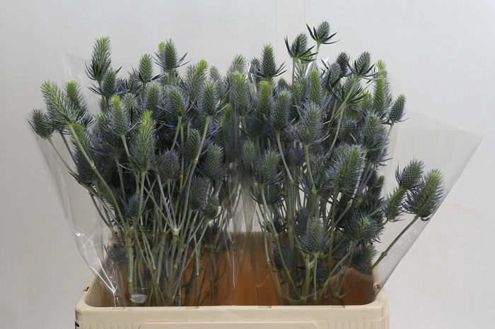 <h4>Eryngium Electric Dynamite</h4>