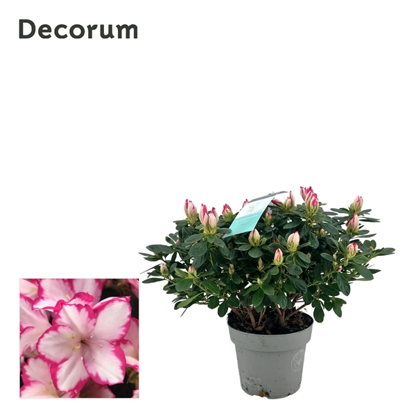 <h4>Azalea 13 cm Visolotto - Decorum</h4>