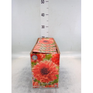 Dahlia   ...flowerbulbs