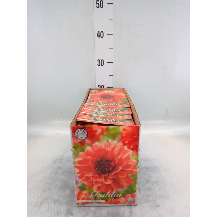 <h4>Dahlia   ...flowerbulbs</h4>