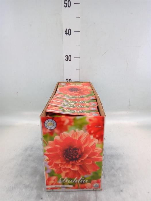 Dahlia   ...flowerbulbs