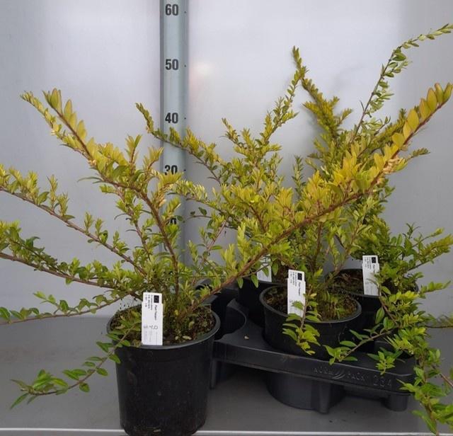 <h4>LON S PILEATA</h4>