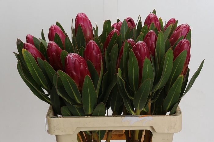 <h4>Protea Brenda</h4>