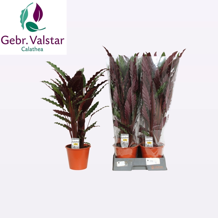 <h4>CALAT RUF WAVESTAR</h4>