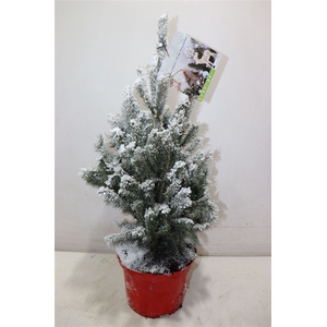 arr8 Picea Gl Super Green + Snow