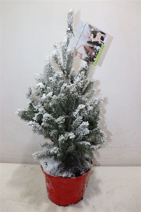 <h4>arr8 Picea Gl Super Green + Snow</h4>