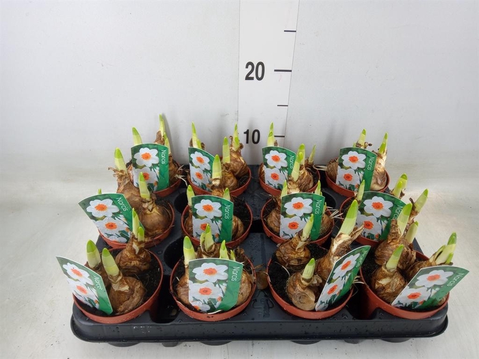 <h4>Narcissus   ...</h4>